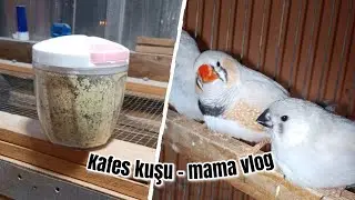 Kuşlarımın Favori Maması 🐦 | Mama Vlog #kafeskuşu #muhabbetkuşu #birds #zebrafinch 