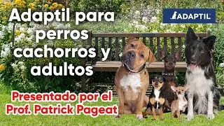 Adaptil funciona en perros cachorros y adultos