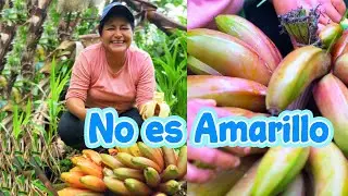 Descubre el platano EXÓTICO de mi querida Amazonía | De Morado a Rojo