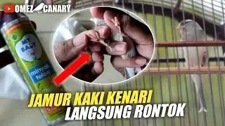 Cara membersihkan jamur kaki kenari buat pemula! Ampuh wajib coba