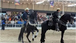 CABALLOS BAILADORES Expo Gan Sonora 2024