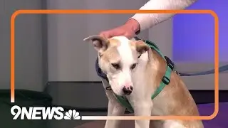 Sweet pup rescued from kill shelter looking for forever home