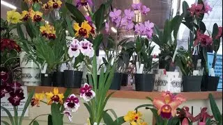 AKATSUKA ORCHID GARDEN AT VOLCANO RD.HI.