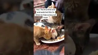 What can we do to deserve your sympathy please,😿🙏