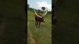 Amazing! A three horned Cow