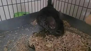 Tabby Tantrum