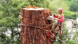 Sequoia 46 mt. abbattimento controllato, tree climbing controlled cut down big tree.