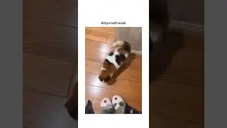 Adorable kittyo in loaf mode from that binge prvnci session