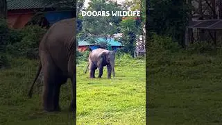 Cute baby Elephant of Gorumara 🐘😊|| Gorumara National Park || Dooars Wildlife 🦏