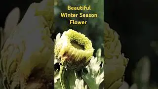 Beautiful Winter Season Flower #rpmtheexplorer #rpm #explorer #flowers #flower #winterseasonflower