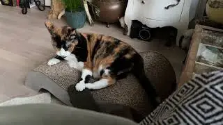 Sound On Debating over the birds by Pipito, Fonzie's Balcony speech, and Mops mind your toeees