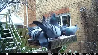 How many Pigeons fit on a bird table.