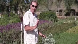Convolvulus