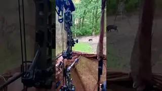 Perfect Bow Shot On a Wild Hog With a Lighted Nock! #shorts #hunting #hoghunting