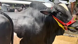 Qurbani Season 2025 || Latest update on Multan Cattle Market