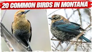 20 Common Birds in Montana (with Pictures)