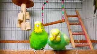 Watch Budgies Play and Chirp | Relaxing Bird Moments