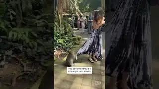 Naughty Monkey Steals Woman&rsquo;s Purse #shorts