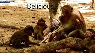 Share Us Daisy! Funny Little Monkey Video Request Daisy Share Rice Cooking in Bamboo/ WELIKE MONKEY