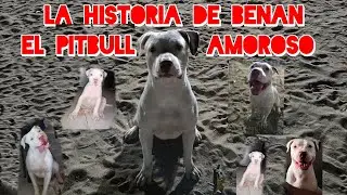 Benan the White Giant: The Story of a Loving Pitbull #youtube