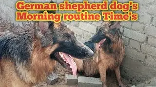 German shepherd dog's !! morning routine Time's !! #youtubevideo #dog #gsdindian