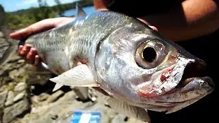 SIGHT-CASTING TARPON! - Central Queensland River Fishing