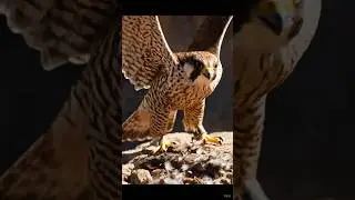 EYE OF THE PREDATOR! 😠 GET READY FOR A FEATHERED FACE-OFF! 💥 WHO BLINKS FIRST? WATCH THE INTENSITY!