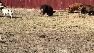 Pigs are out.They got an area to themselves .
