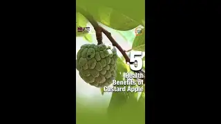 5 Health Benefits of Custard Apple or Sitaphal is in season #healthyliving #custardapple #sitaphal