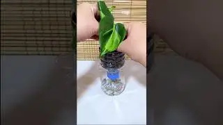 Self Watering Planter Idea🌱 #recycled #plasticbottle #selfwatering #easy #ideas