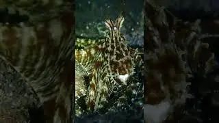 Mimic octopus #lembeh #scubadiving