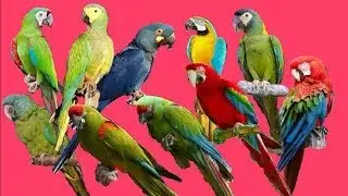 Top 06 Macaw bird  price for India ( 2024 -- 2025 )