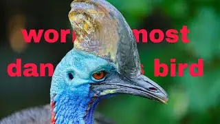 Who is the world's most dangerous bird ?