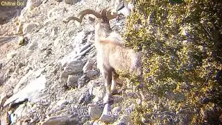 Big Trophy Size Markhor | Chitral Gol National Park Wildlife Division #markhor 