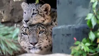 Adorable snow leopard cub Milja meets Milwaukee County Zoo public for first time