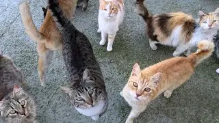 The Strange History of Cat Island