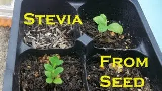 Indoor Winter Garden 2013: Germinating Stevia / Hydroponic Stevia