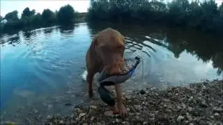 THE VIZSLA - Shorthaired and wirehaired Hungarian Vizsla