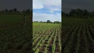 Simple farming techniques
