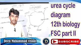 FSc Part 2 Biology | Urea Cycle | Structure and Functions /with Deen Muhammad vision