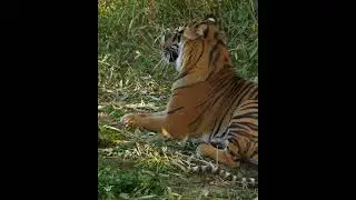 Eye of the Tiger #sumatrantiger #tiger #animaleyes #bigcat #bigcats