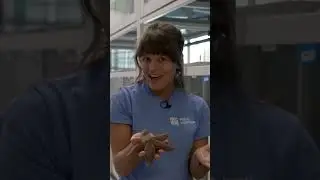 Let&rsquo;s talk about sea stars!