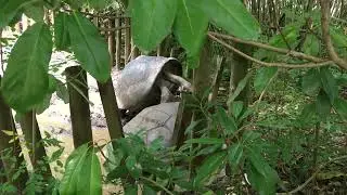 Old Turtle making love