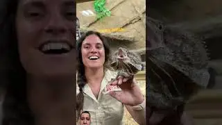 Wow #flyinglizard #lizard #reptiles #animals #trending #shorts