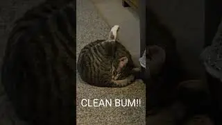 Taffy&rsquo;s Serious Cleaning Session 😹🐾 😆
