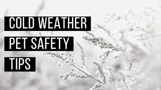 Keeping your pets safe in cold weather