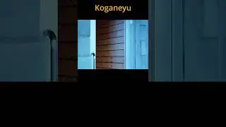 Koganeyu#shorts