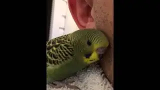 Baby budgie cuddle time