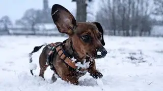 Mini Dachshund Sees Snow for the First Time Ever ❄️ (Cutest Reaction!)