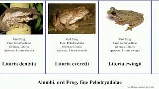 Ainmh&iacute;, ord Frog, fine Pelodryadidae litoria animal rubella bicolor aurea dentata inermis fallax